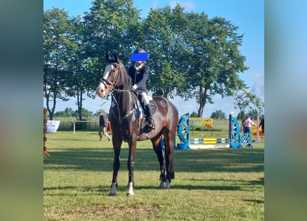 Hannoveraan, Ruin, 12 Jaar, 168 cm, Donkerbruin