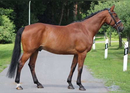 Hannoveraan, Ruin, 13 Jaar, 166 cm, Bruin