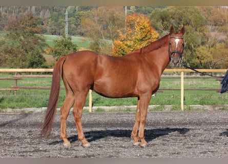 Hannoveraan, Ruin, 13 Jaar, 168 cm, Vos