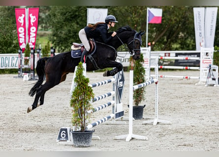 Hannoveraan, Ruin, 13 Jaar, 175 cm, Bruin