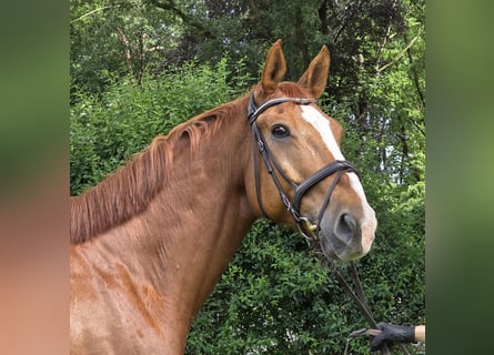 Hannoveraan, Ruin, 13 Jaar, 175 cm, Vos