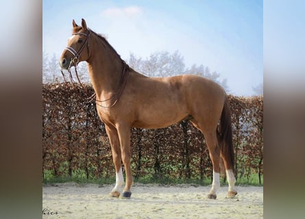 Hannoveraan, Ruin, 14 Jaar, 166 cm, Vos