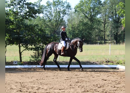 Hannoveraner, Wallach, 14 Jahre, 182 cm, Rappe