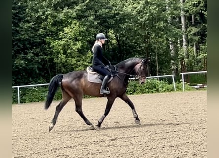 Hannoveraan, Ruin, 15 Jaar, 167 cm, Donkerbruin