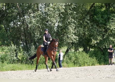 Hannoveraan, Ruin, 15 Jaar, 168 cm, Bruin