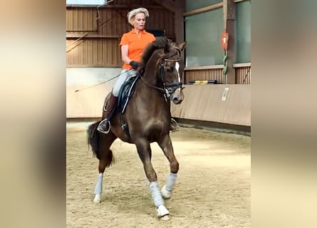 Hannoveraan, Ruin, 15 Jaar, 168 cm, Donkere-vos