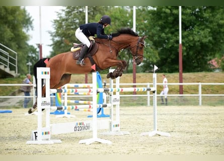 Hannoveraan, Ruin, 15 Jaar, 168 cm, Roodbruin