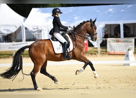 Hannoveraan, Ruin, 16 Jaar, 168 cm, Bruin