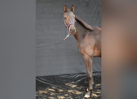 Hannoveraan, Ruin, 1 Jaar, 170 cm, Zwartbruin