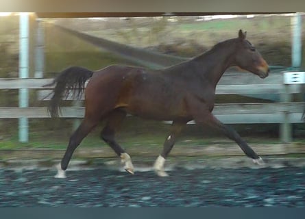 Hannoveraan, Ruin, 2 Jaar, 164 cm, Donkerbruin
