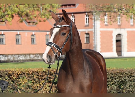 Hannoveraan, Ruin, 2 Jaar, 165 cm, Bruin