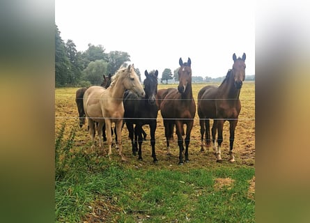 Hannoveraan, Ruin, 2 Jaar, 165 cm, Bruin