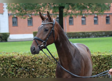 Hannoveraan, Ruin, 2 Jaar, 165 cm, Donkerbruin