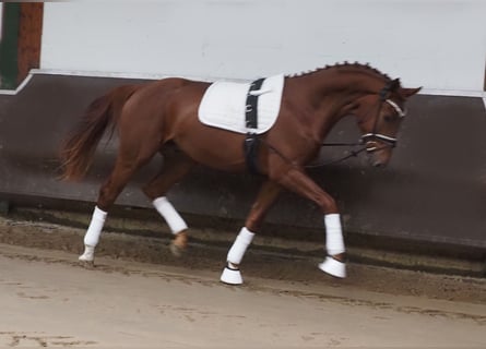 Hannoveraan, Ruin, 2 Jaar, 168 cm, Vos