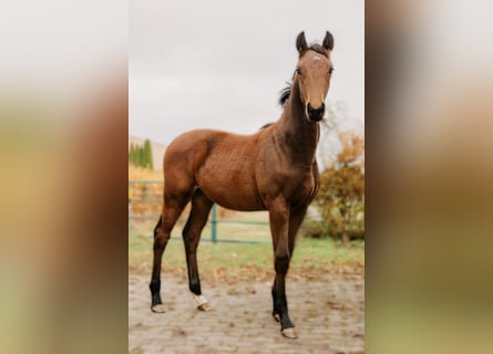 Hannoveraan, Ruin, 2 Jaar, 170 cm, Bruin