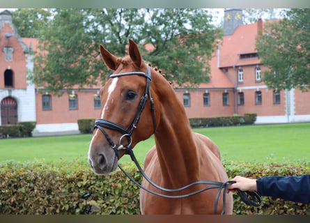 Hannoveraan, Ruin, 2 Jaar, 170 cm, Vos