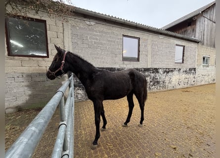 Hannoveraan, Ruin, 2 Jaar, 170 cm, Zwart