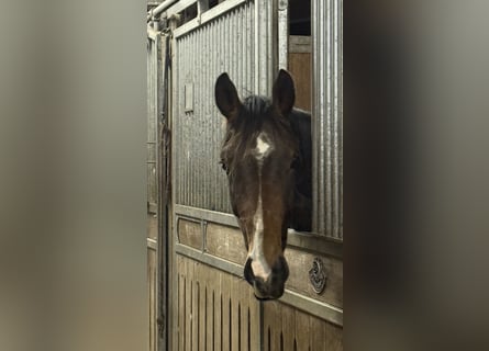 Hannoveraan, Ruin, 2 Jaar, 172 cm, Bruin