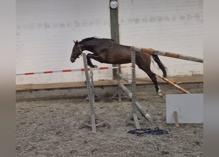 Hannoveraan, Ruin, 2 Jaar, Donkerbruin