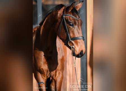 Hannoveraan, Ruin, 2 Jaar, Roodbruin