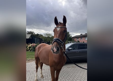 Hannoveraan, Ruin, 2 Jaar, Vos
