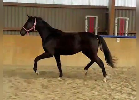 Hannoveraan, Ruin, 2 Jaar, Zwart