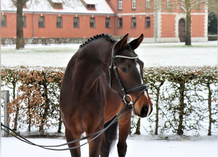 Hannoveraan, Ruin, 3 Jaar, 163 cm, Donkerbruin