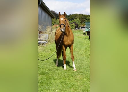 Hannoveraan, Ruin, 3 Jaar, 165 cm, Donkere-vos