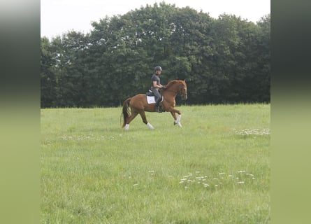 Hannoveraan, Ruin, 3 Jaar, 165 cm, Vos