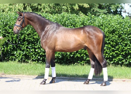 Hannoveraan, Ruin, 3 Jaar, 166 cm, Donkerbruin