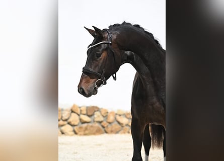Hannoveraan, Ruin, 3 Jaar, 167 cm, Bruin