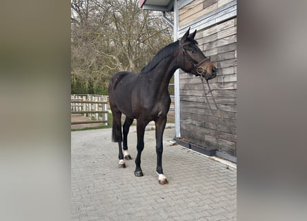 Hannoveraan, Ruin, 3 Jaar, 167 cm, Donkerbruin