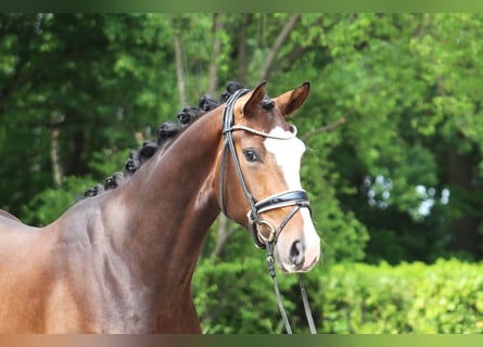Hannoveraan, Ruin, 3 Jaar, 167 cm, Donkerbruin