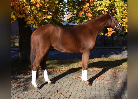 Hannoveraan, Ruin, 3 Jaar, 167 cm, Vos