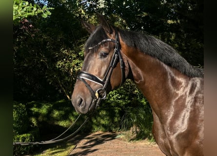 Hannoveraan, Ruin, 3 Jaar, 168 cm, Donkerbruin