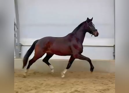 Hannoveraan, Ruin, 3 Jaar, 169 cm, Bruin