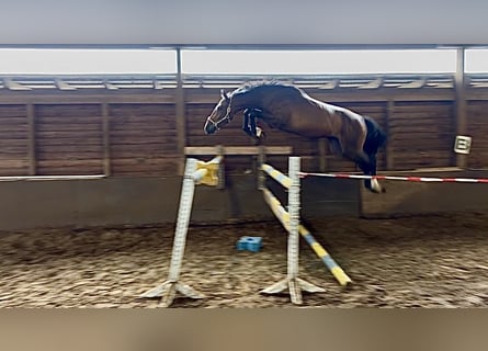 Hannoveraan, Ruin, 3 Jaar, 169 cm, Bruin