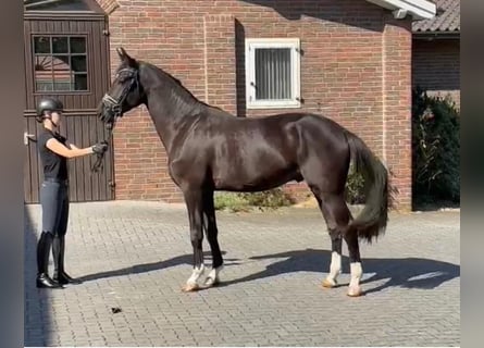 Hannoveraan, Ruin, 3 Jaar, 169 cm, Zwart