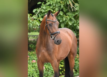 Hannoveraan, Ruin, 3 Jaar, 170 cm, Bruin