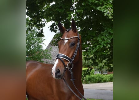 Hannoveraan, Ruin, 3 Jaar, 170 cm, Bruin