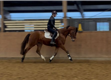 Hannoveraan, Ruin, 3 Jaar, 170 cm, Bruin