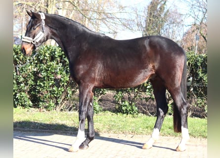 Hannoveraan, Ruin, 3 Jaar, 170 cm, Donkerbruin
