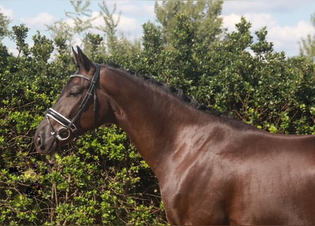 Hannoveraan, Ruin, 3 Jaar, 170 cm, Zwart