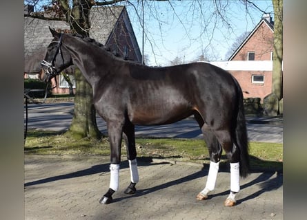 Hannoveraan, Ruin, 3 Jaar, 170 cm, Zwartbruin