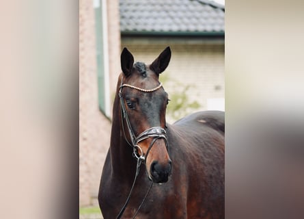 Hannoveraan, Ruin, 3 Jaar, 171 cm, Bruin