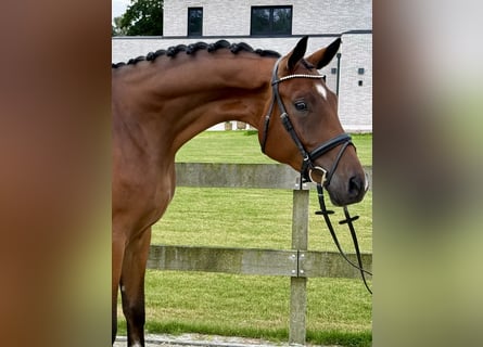 Hannoveraan, Ruin, 3 Jaar, 171 cm, Bruin