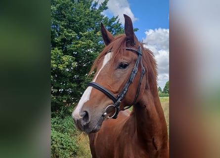 Hannoveraan, Ruin, 3 Jaar, 171 cm, Donkere-vos