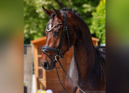Hannoveraan, Ruin, 3 Jaar, 172 cm, Bruin