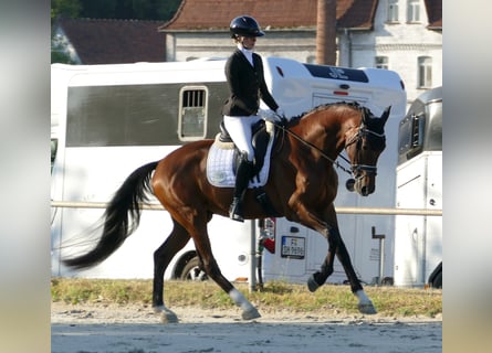 Hannoveraan, Ruin, 3 Jaar, 172 cm, Donkerbruin