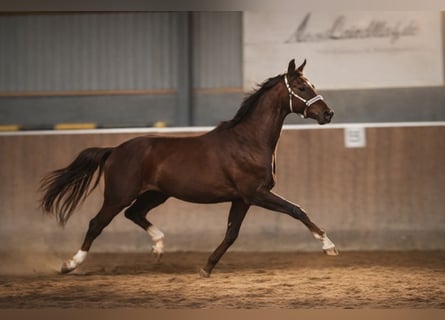 Hannoveraan, Ruin, 3 Jaar, 172 cm, Donkere-vos
